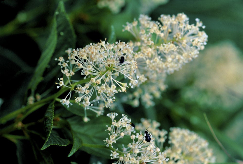 Native Plant Spotlight: New Jersey Tea, Ceanothus americanus | Cottage  Garden Natives
