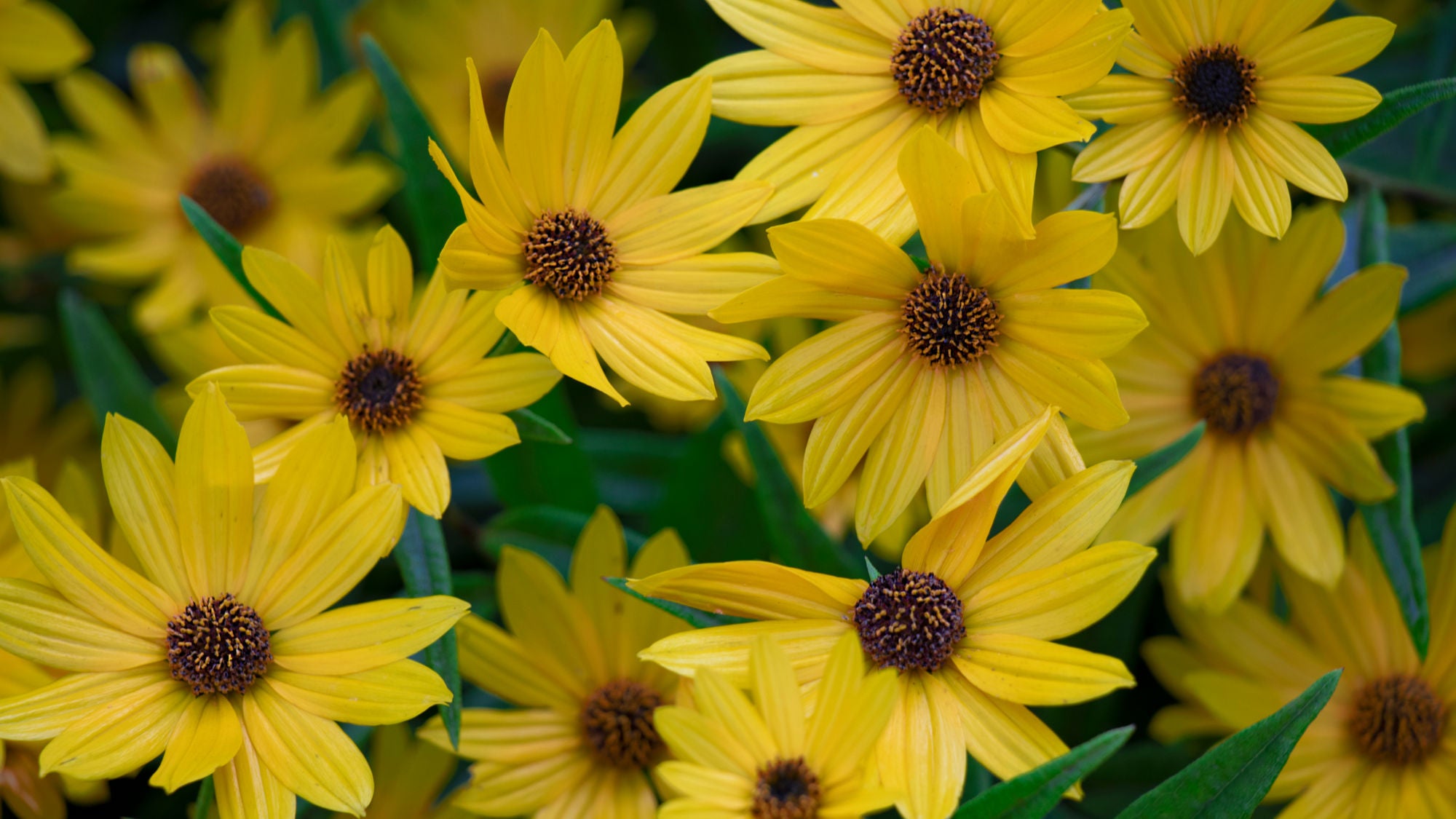 Native Plant Spotlight: Swamp Sunflower, Helianthus augustifolius ...
